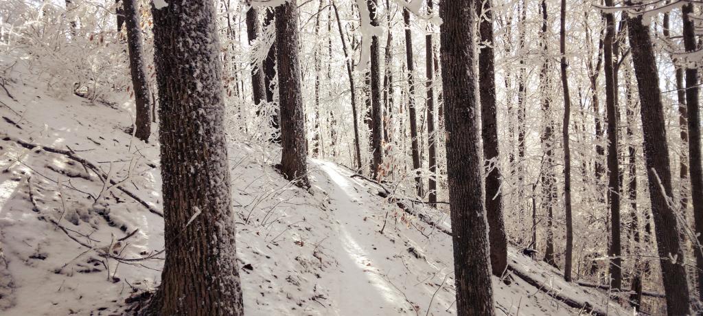 Photo: Mountain Bike Trail Photo: Mountain Bike Trail