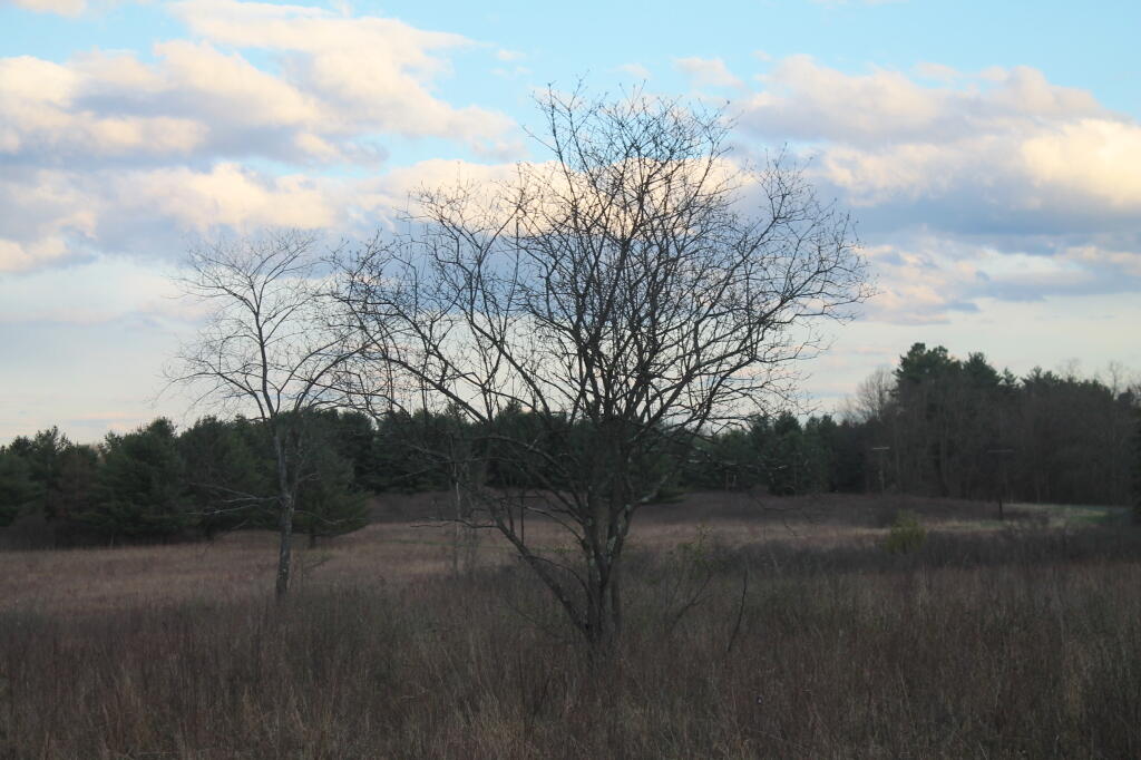 Photo: Tree