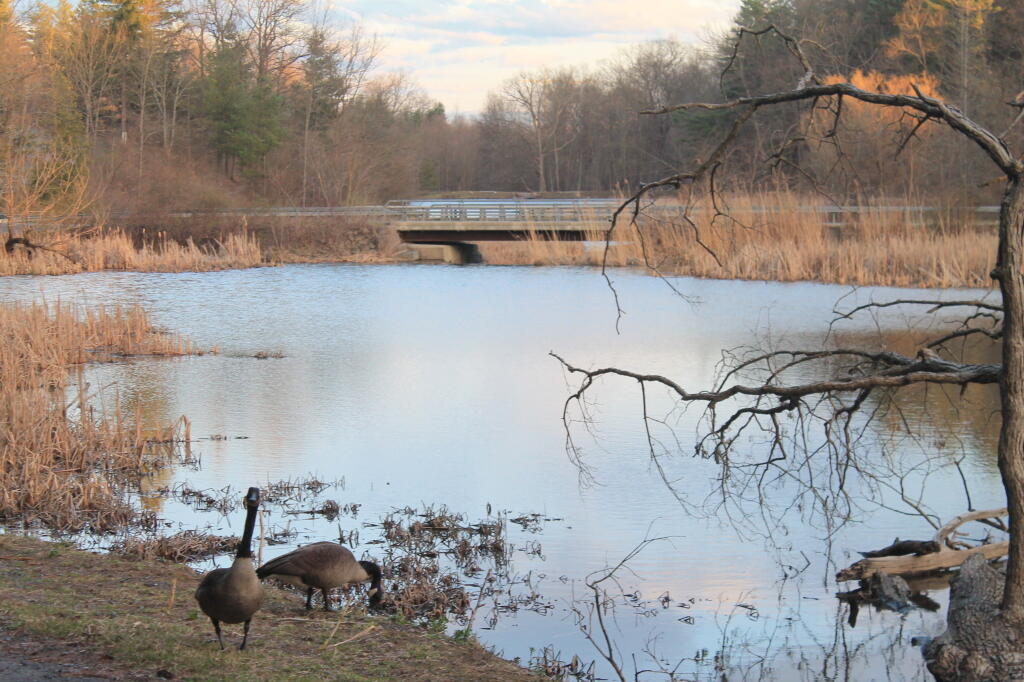 Photo: Geese at Vlomanskill Road
