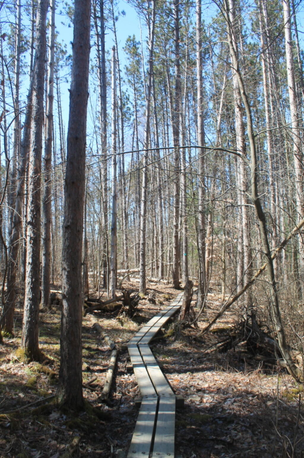 Photo: Boardwalk Thru the Woods