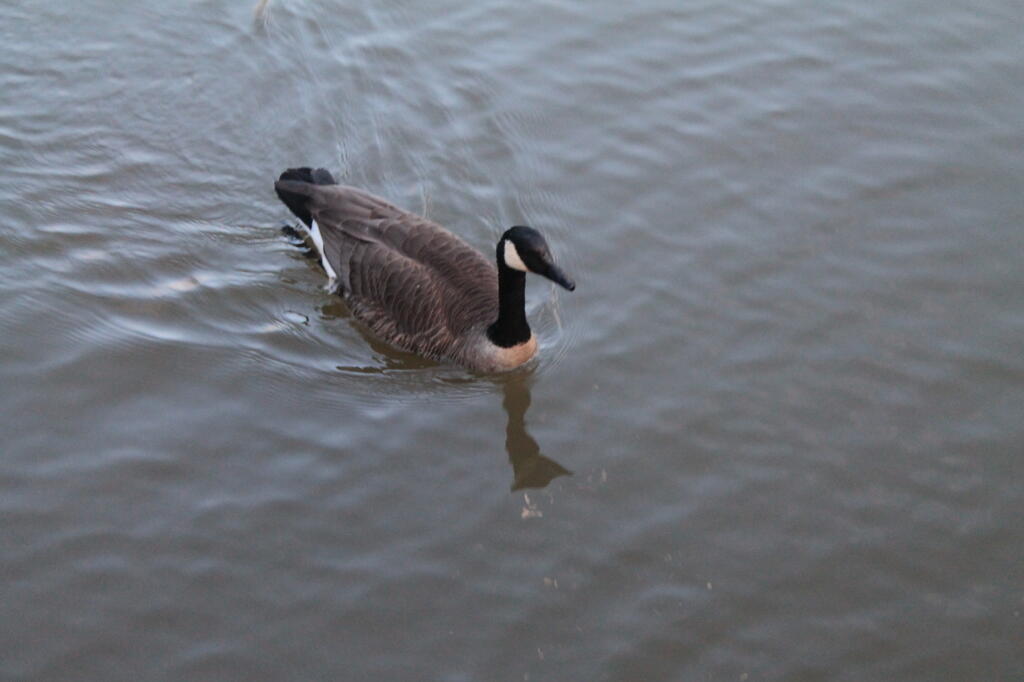 Photo: Canada Goose Photo: Canada Goose