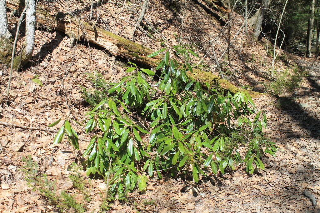 Photo: Rhododendrons