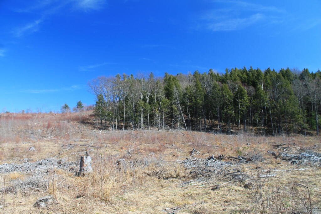 Photo: The Clear Cut Photo: The Clear Cut