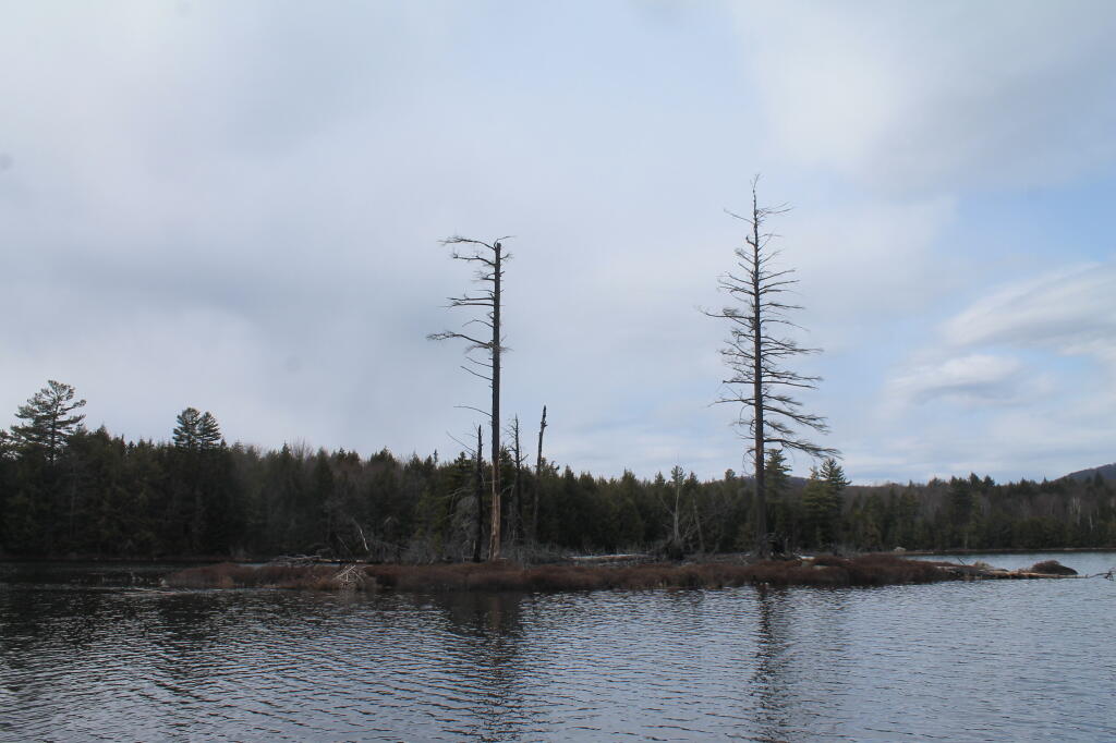 Photo: Island on Wilcox Lake