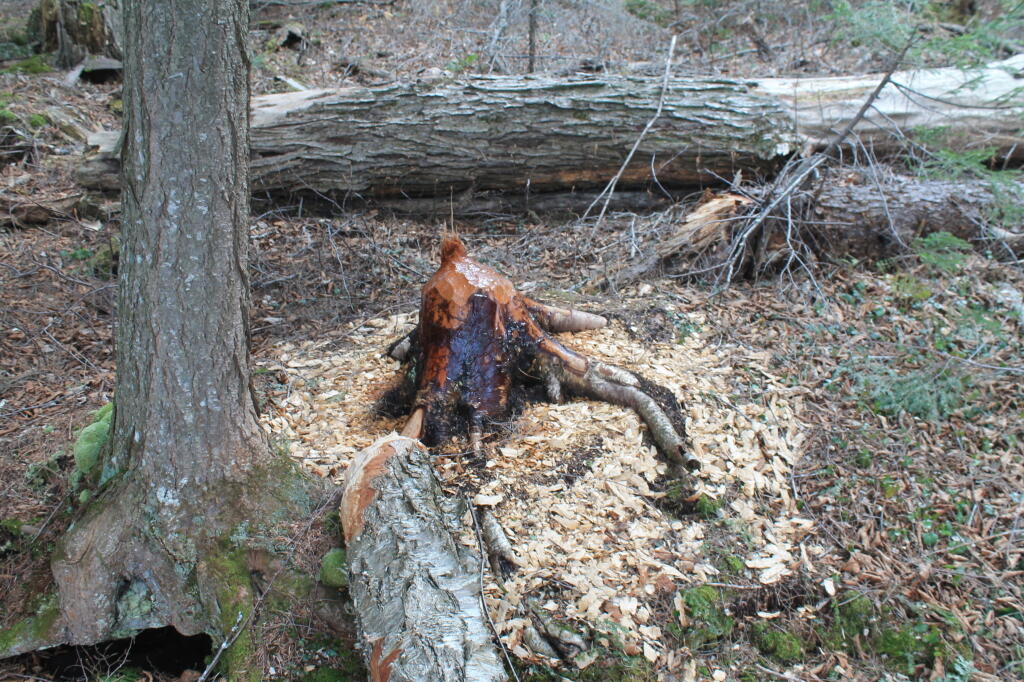 Photo: Beaver Done It