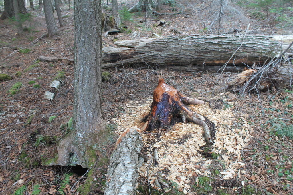 Photo: Just a Stump Left