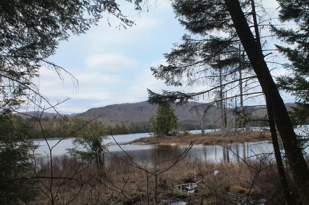 Photo: Marsh Edge of Pond