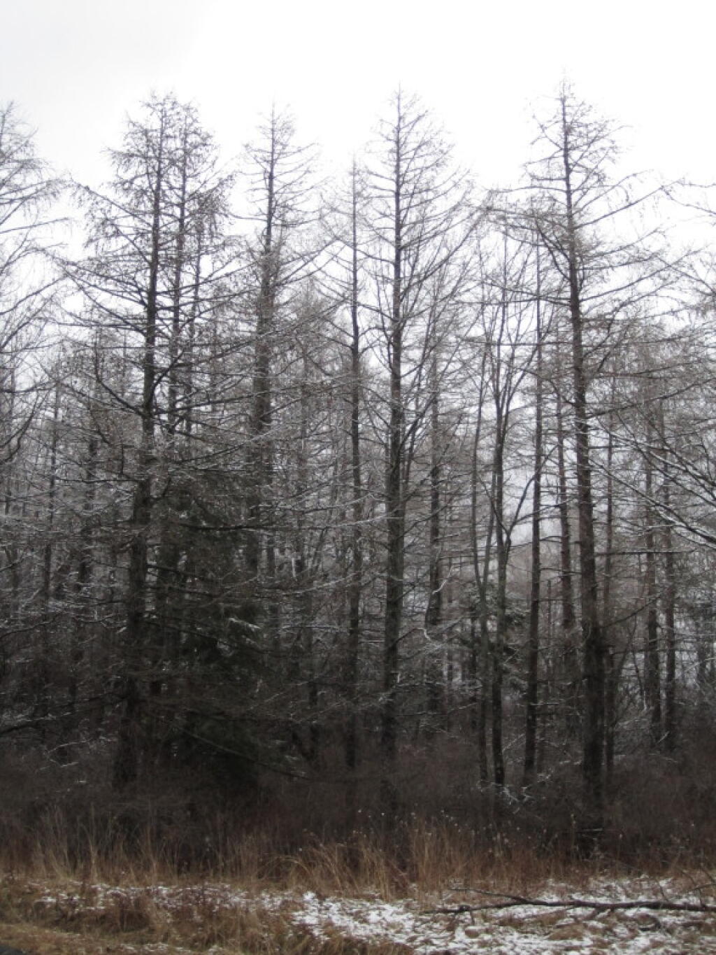 Photo: Snow Covered Trees Photo: Snow Covered Trees