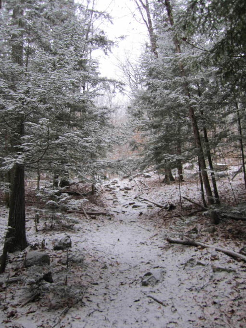 Photo: Snow and Ice Covered trees Along the Road