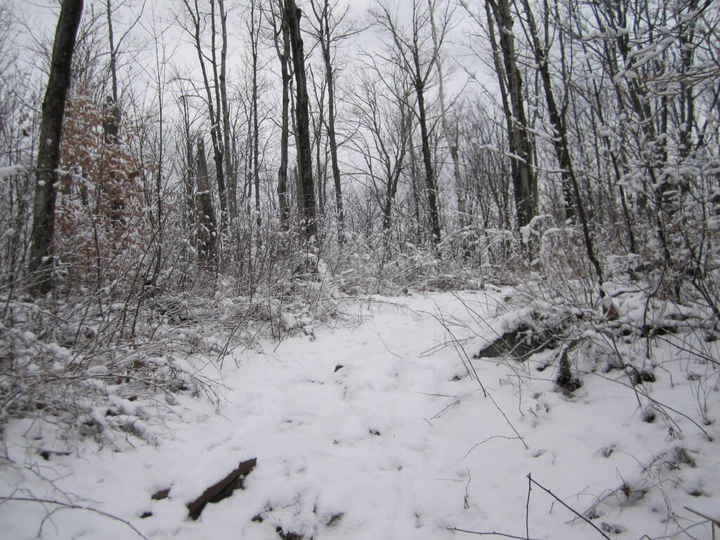 Photo: Snow Covered Forest Photo: Snow Covered Forest