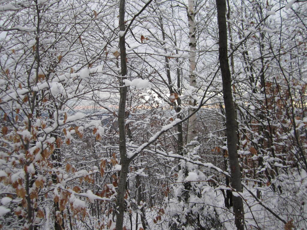 Photo: Snow Covered Trees