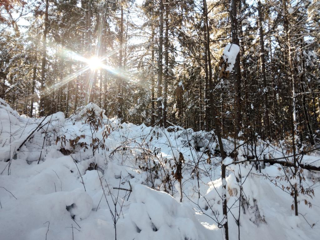 Photo: Winter Skiing