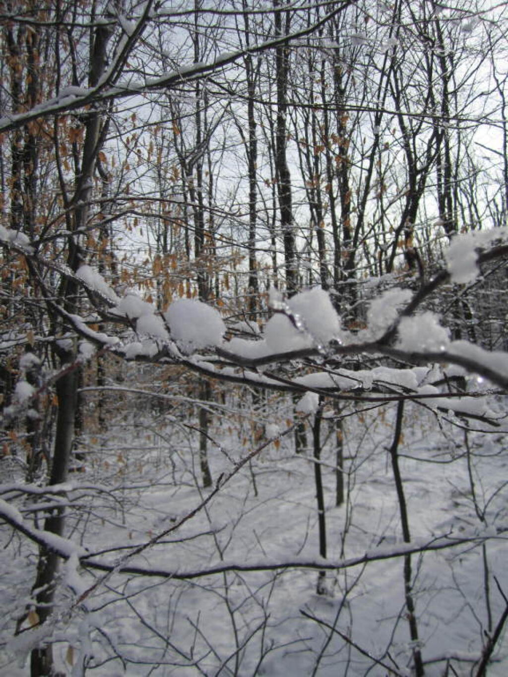 Photo: Snow on Trees Photo: Snow on Trees