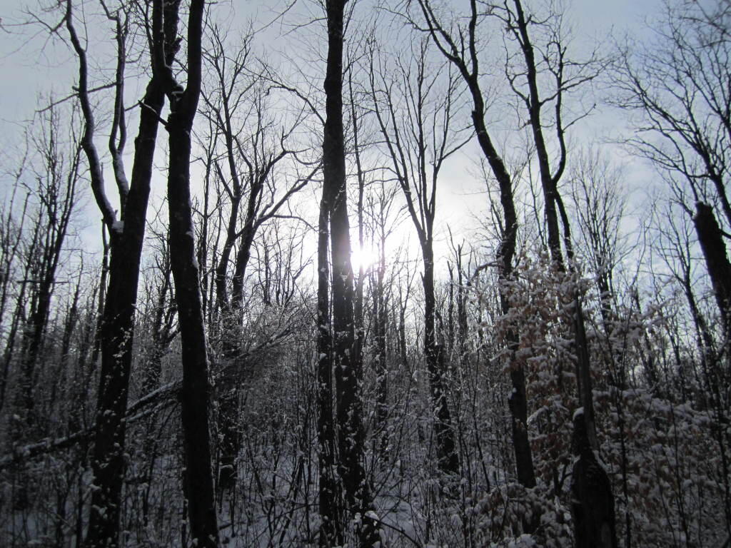 Photo: Sun Sparkling on Ice Covered Trees