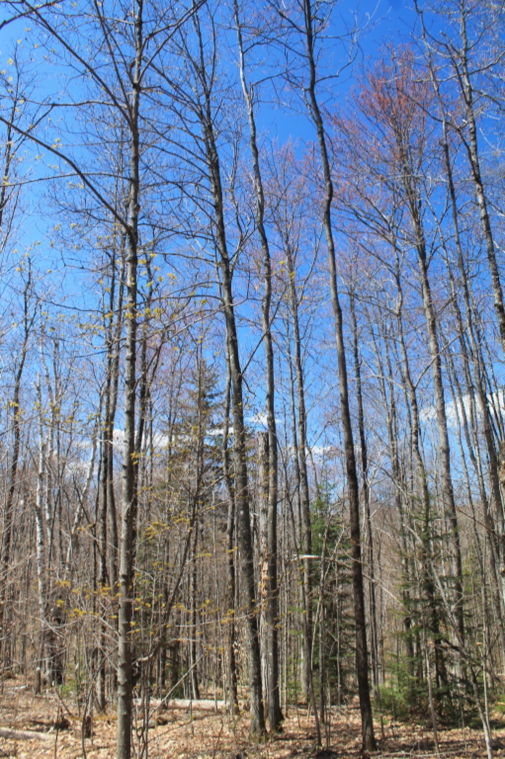 Photo: Old Farm Road
