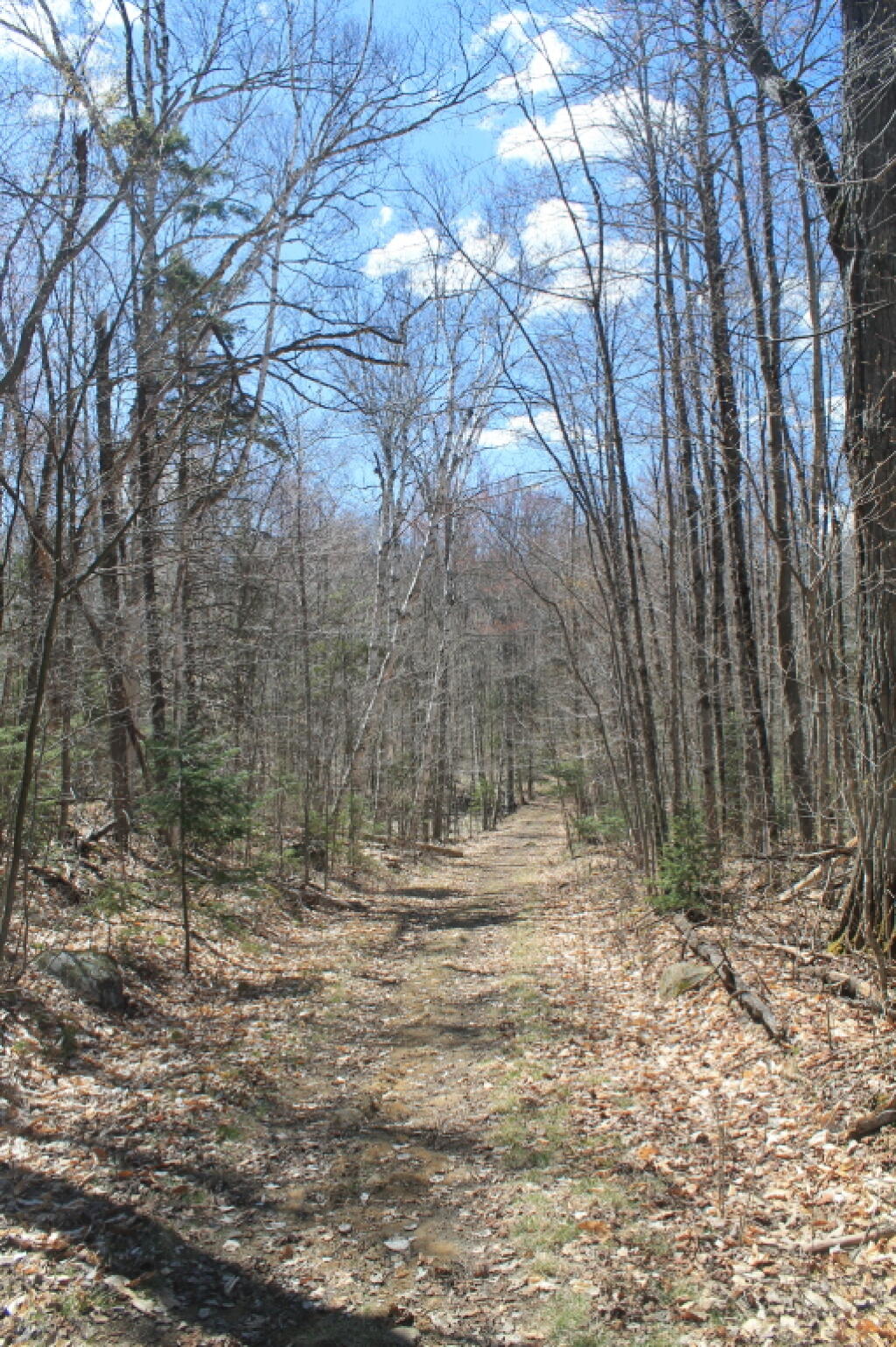 Photo: Bright Day on Old Farm Road Photo: Bright Day on Old Farm Road