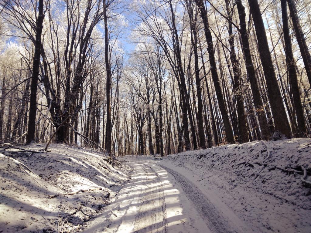 Photo: Filtered Light on Janis Road