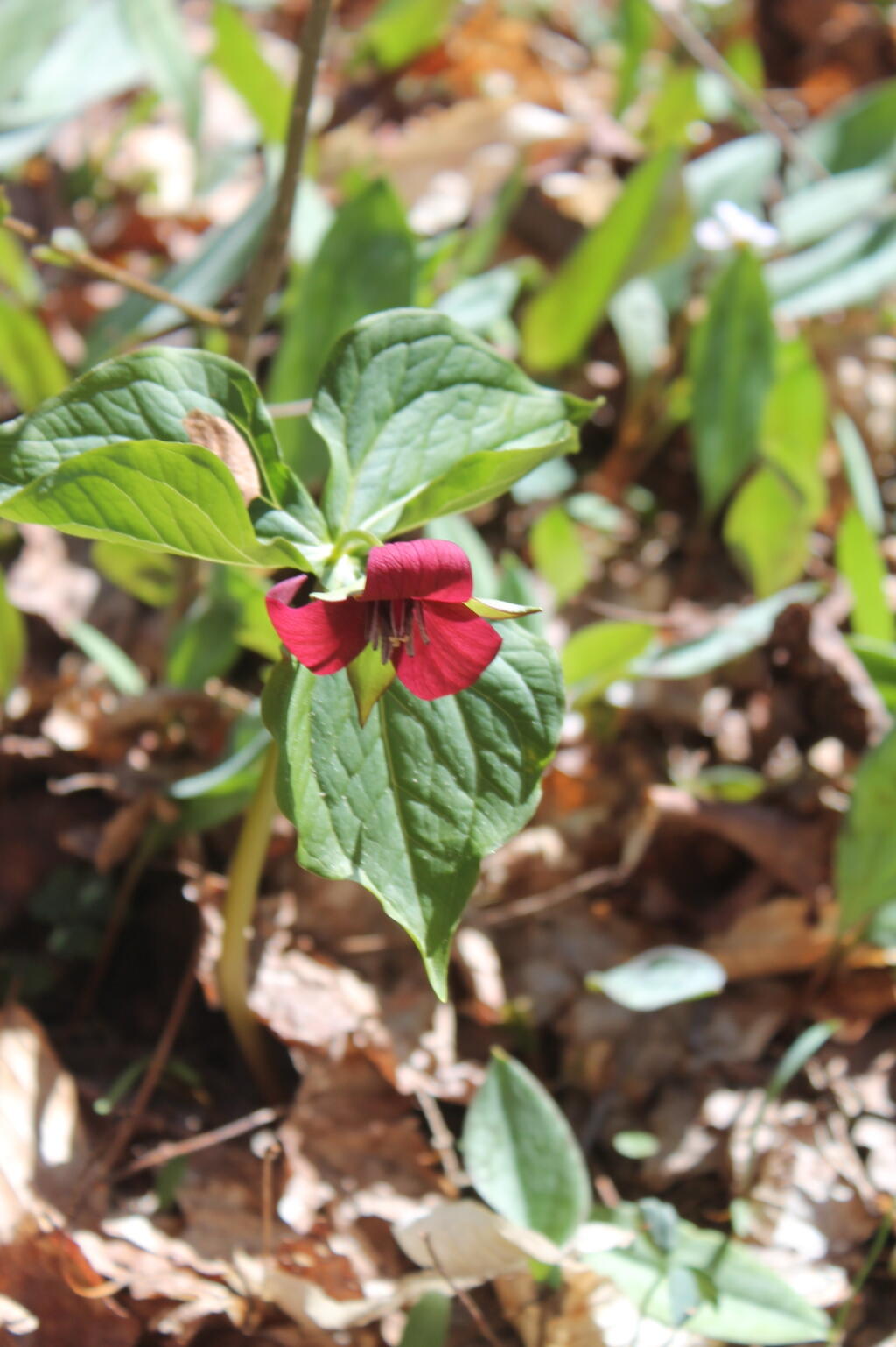 Photo: Springtime