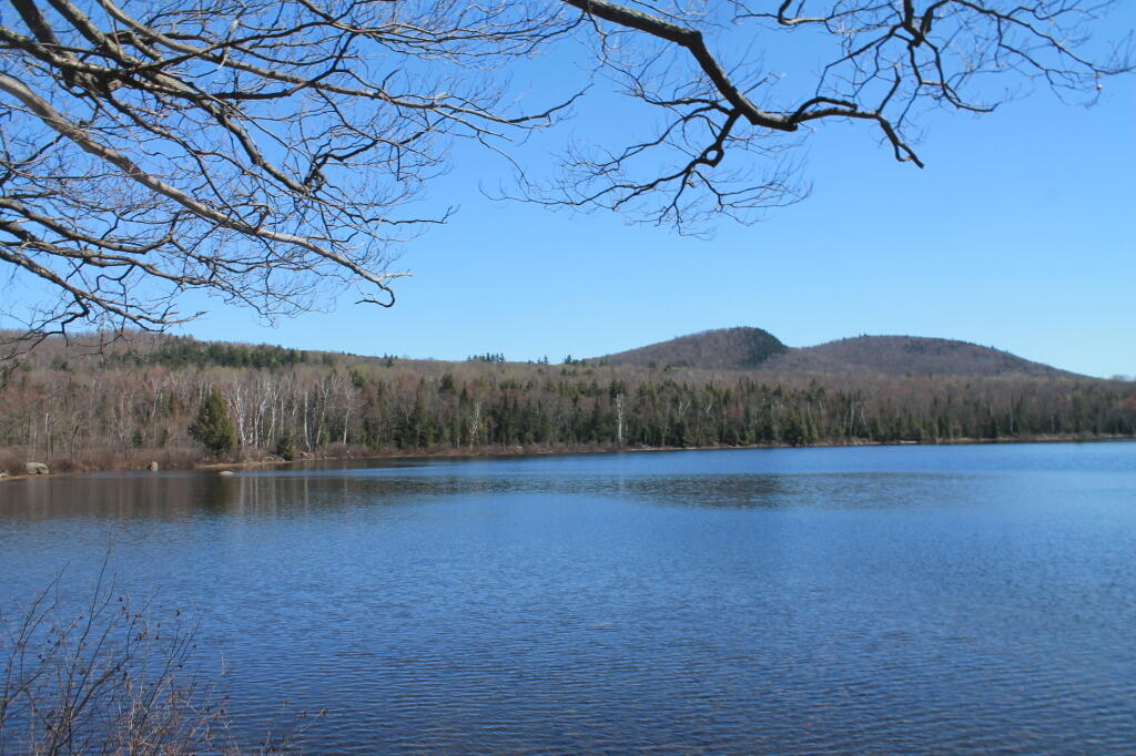 Photo: Balm of Gilead