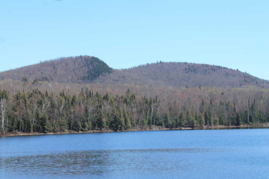 Photo: Balm of Gilead