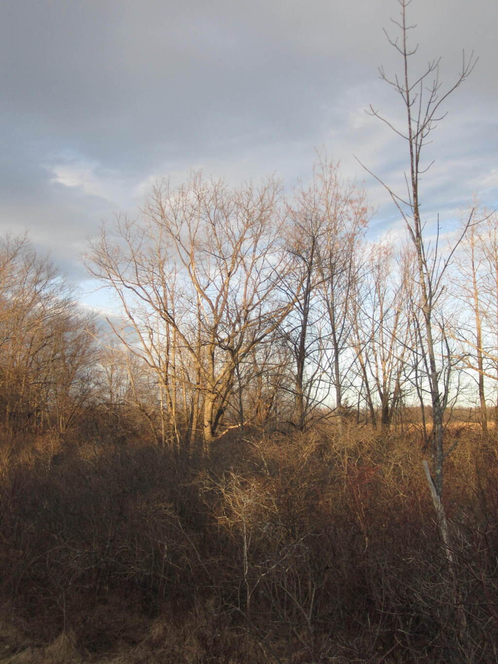 Photo: Trees Along Trail Photo: Trees Along Trail