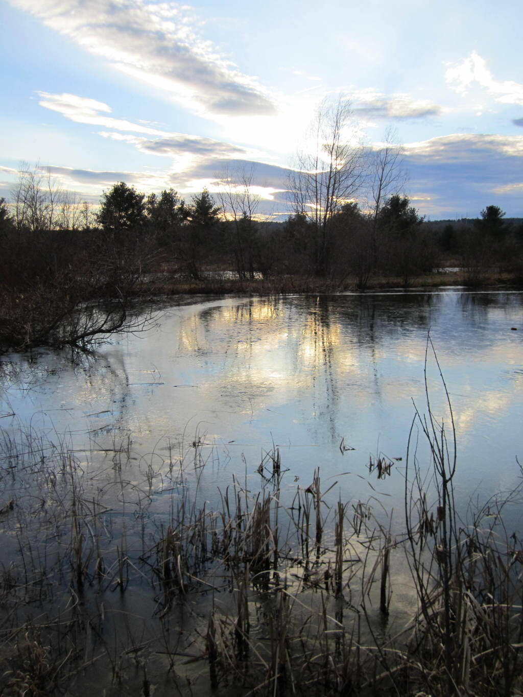 Photo: Icy Fish Pond
