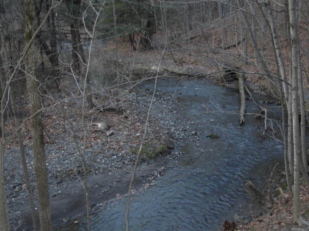 Photo: Vlomans Kill with Doe Along It