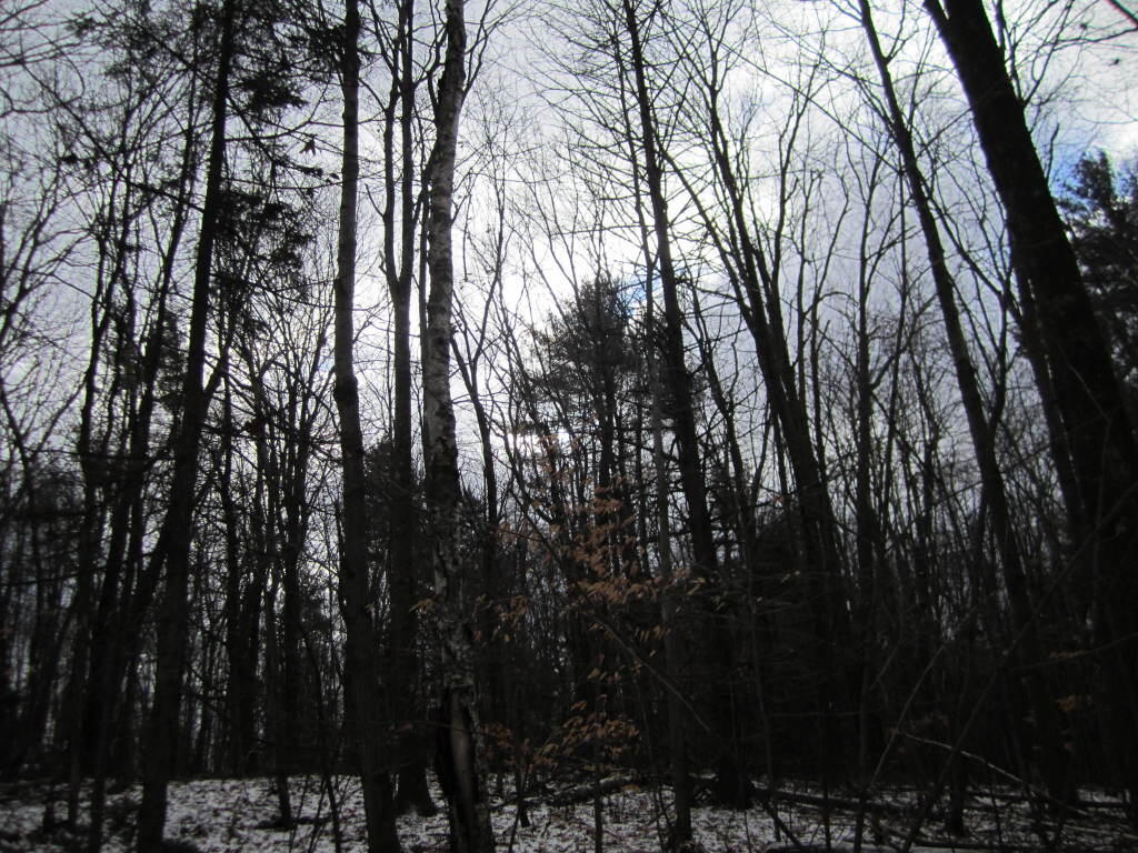 Photo: Along Firetower Road Trail Photo: Along Firetower Road Trail