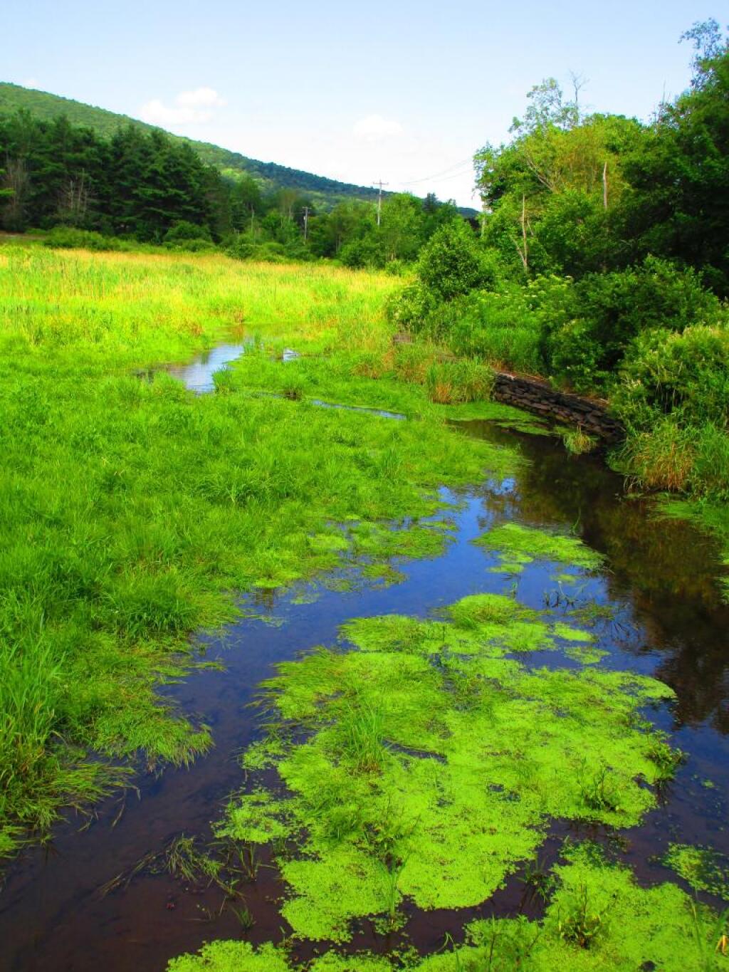 Photo: Wetlands Trail Photo: Wetlands Trail