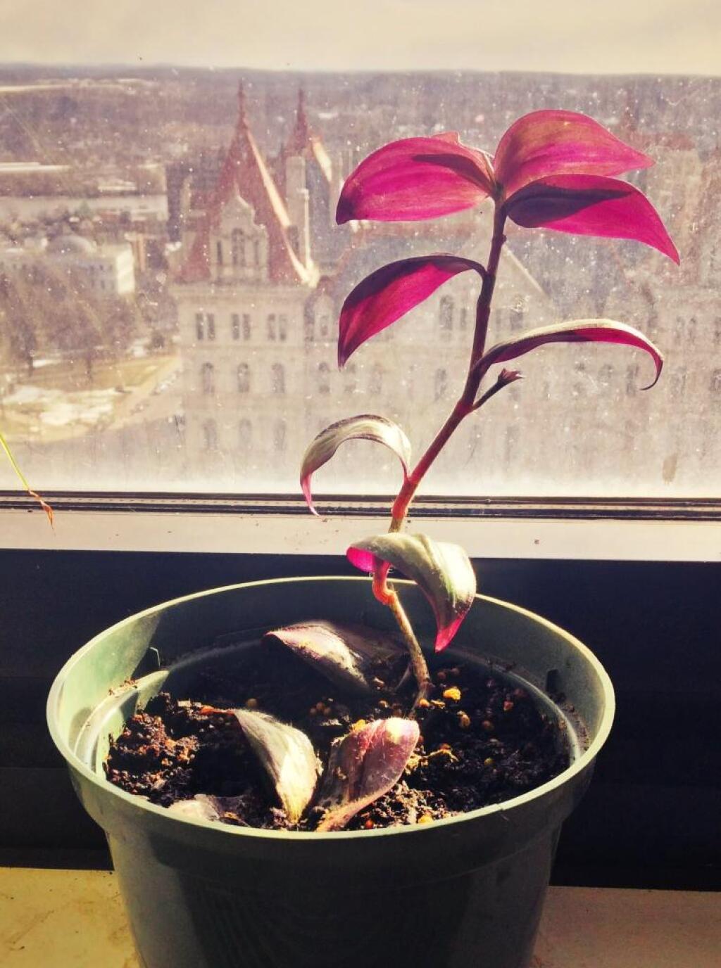 Photo: Wandering Jew Photo: Wandering Jew