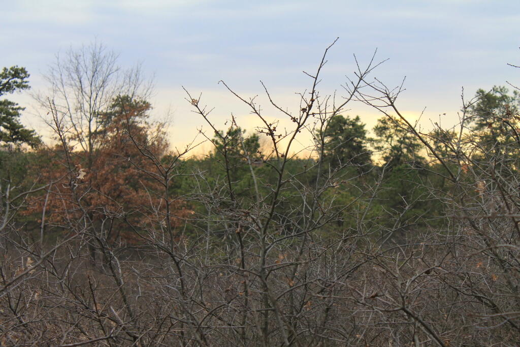 Photo: East Barrens 1 Photo: East Barrens 1