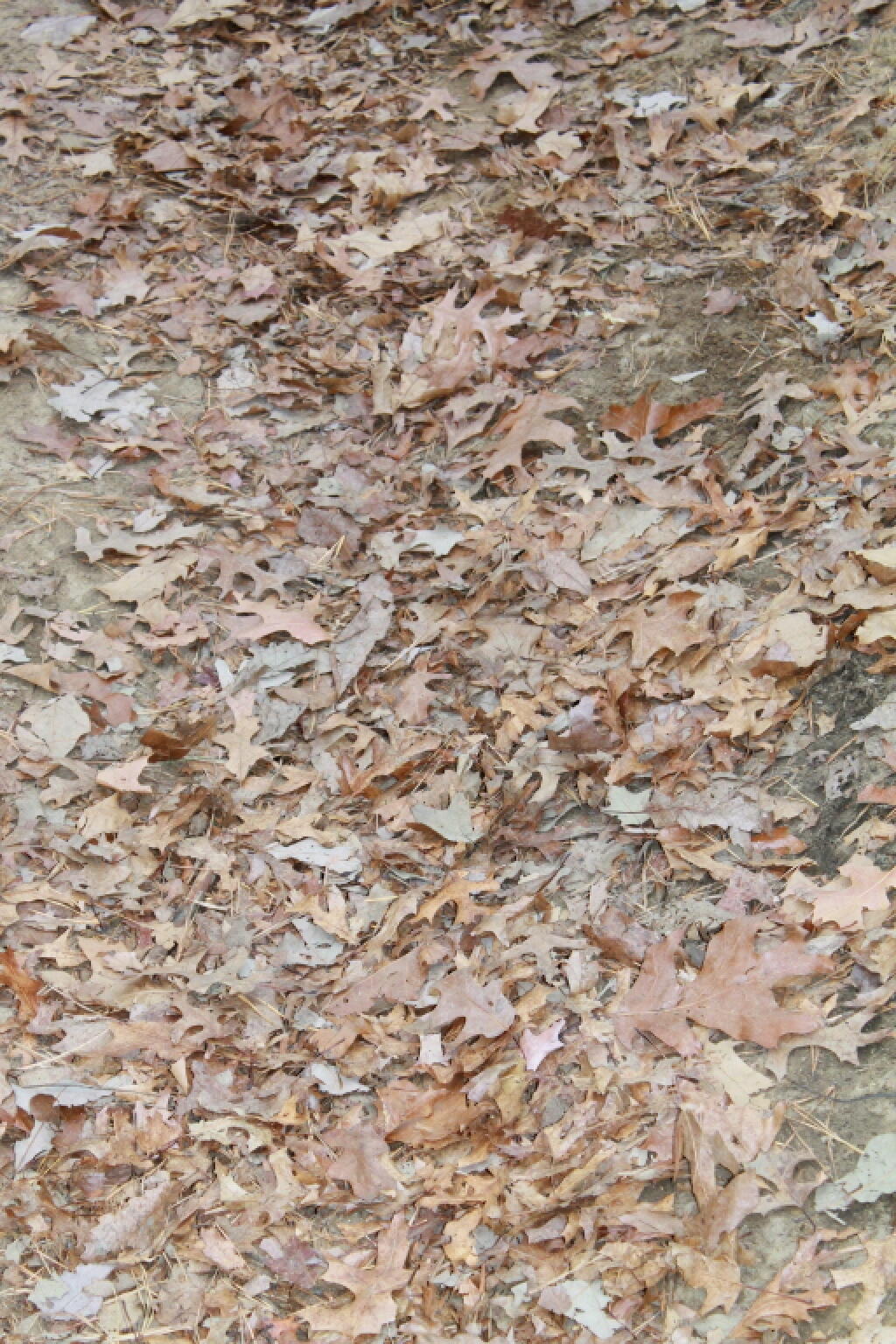 Photo: Oak Leaves