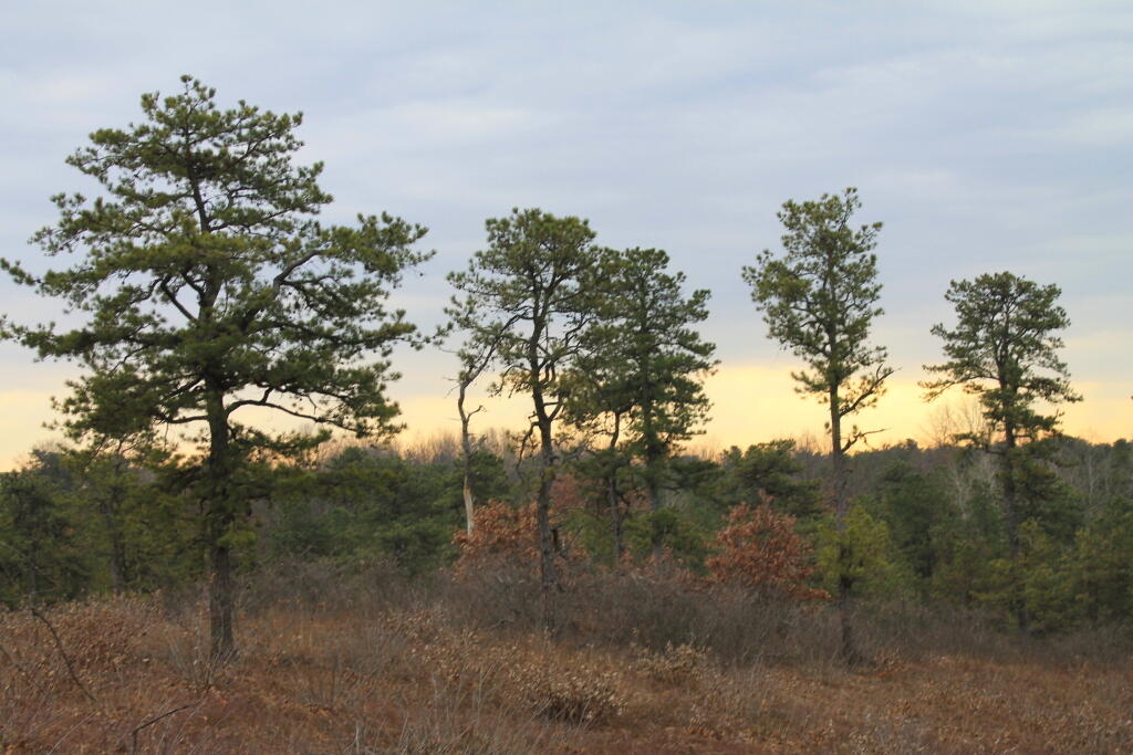 Photo: Descending Overlook Dune Photo: Descending Overlook Dune