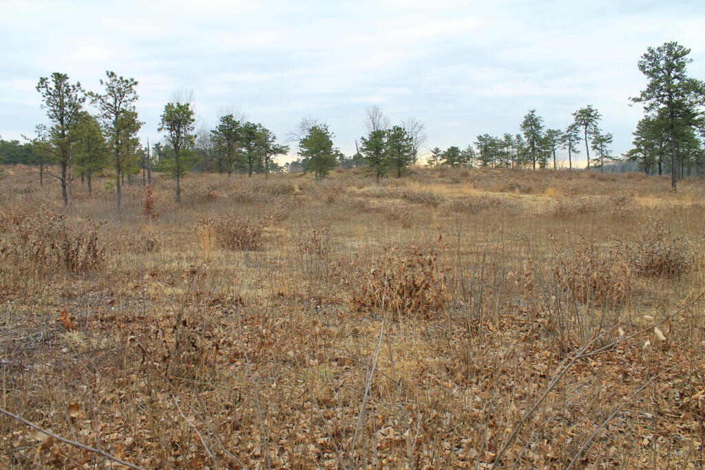Photo: Along the Yellow Trail