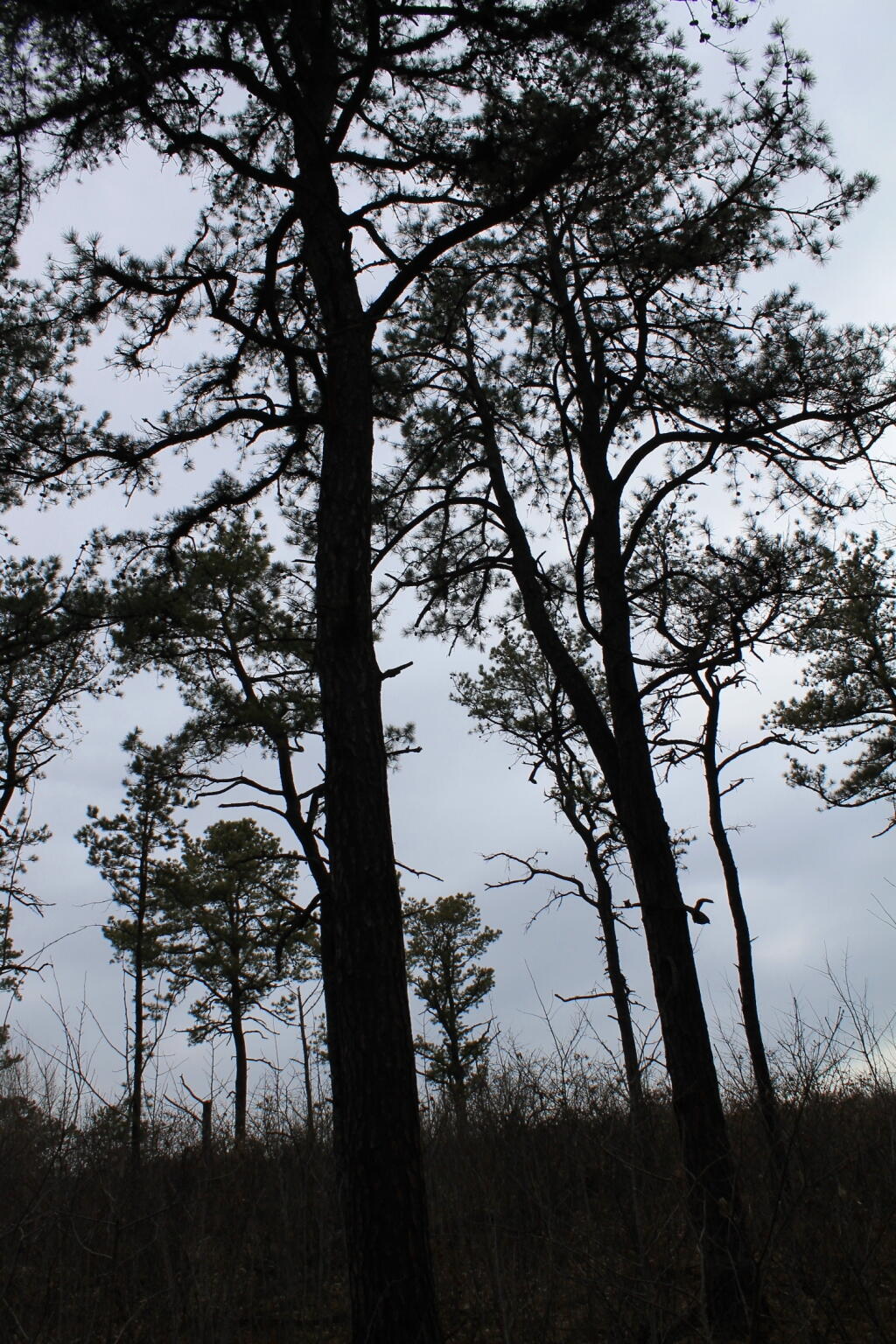 Photo: Trees Shadow the Path Photo: Trees Shadow the Path