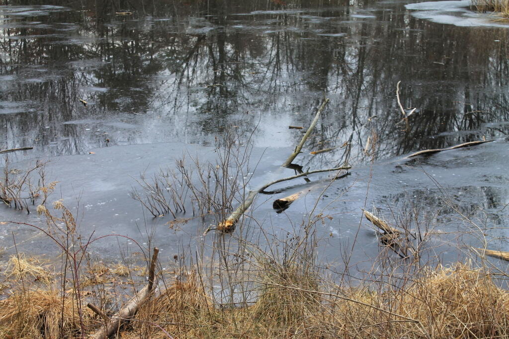 Photo: Ice Forming on the Pond