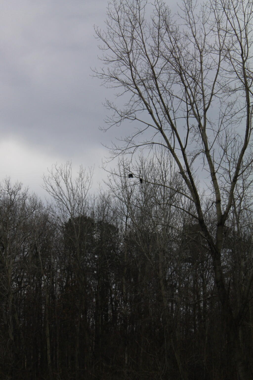 Photo: Crows in the Tree