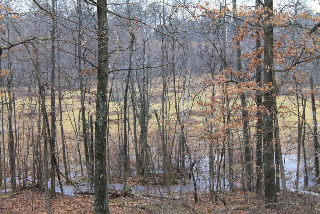 Photo: Wetlands