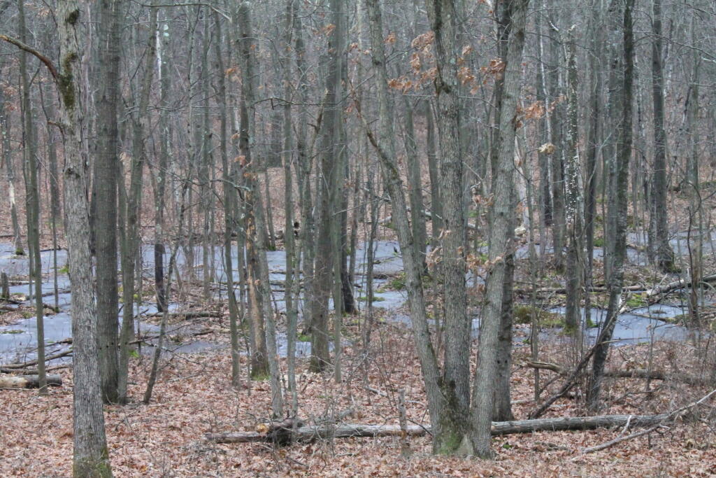 Photo: Another Woody Wetland