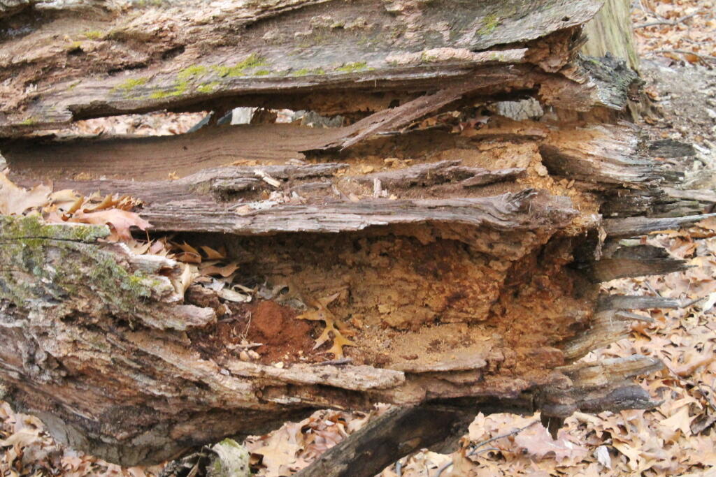 Photo: Rotten Stump