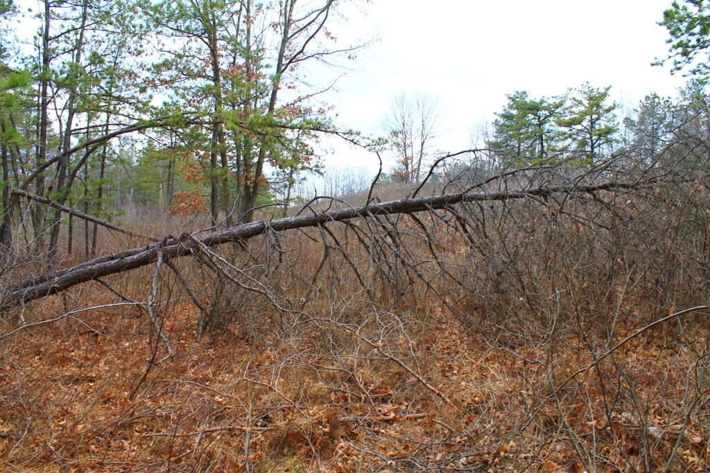 Photo: Downed Tree
