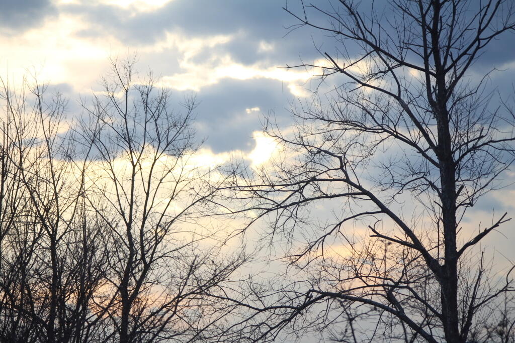 Photo: Sun Breaking Thru Trees