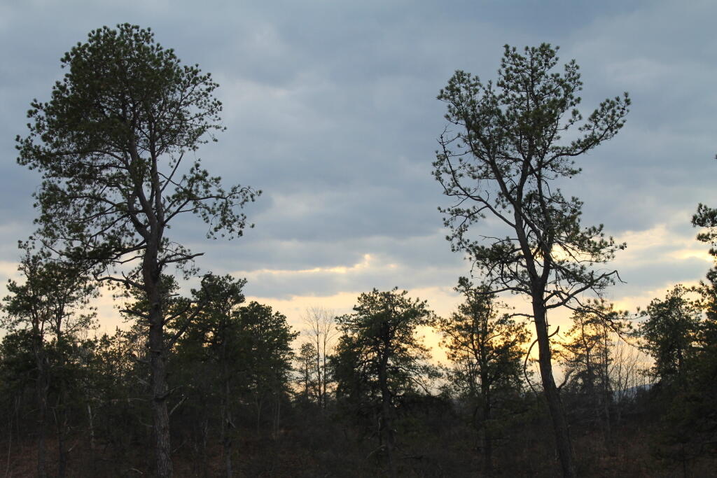 Photo: Twin Pines
