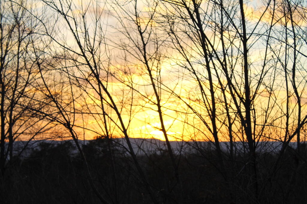 Photo: Trees Filter the Sun