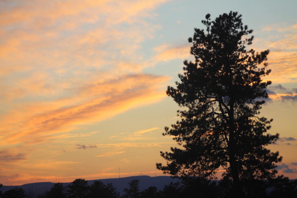 Photo: Pitch Pine Outline
