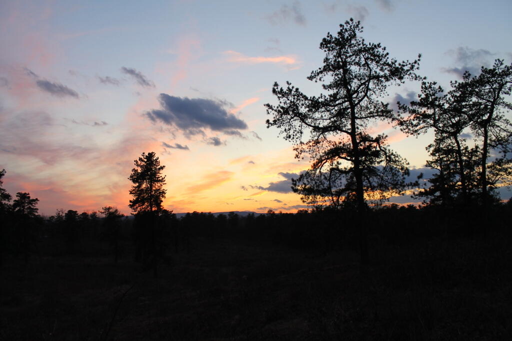 Photo: Dark Tree Outline Photo: Dark Tree Outline