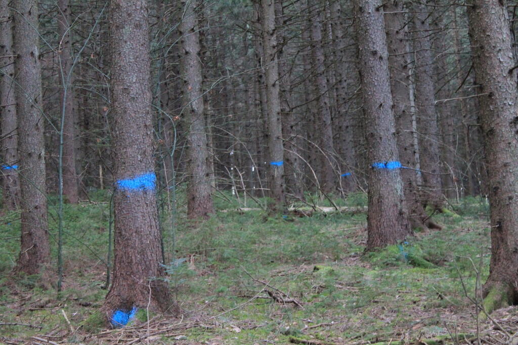 Photo: Timber to Be Cut