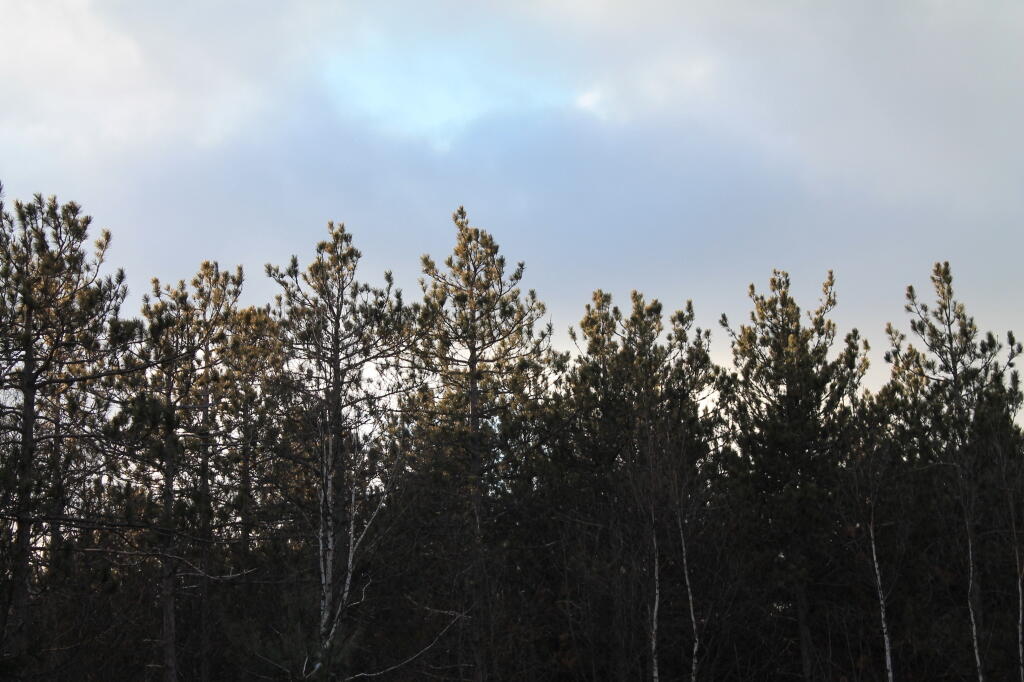 Photo: Tree Line Photo: Tree Line