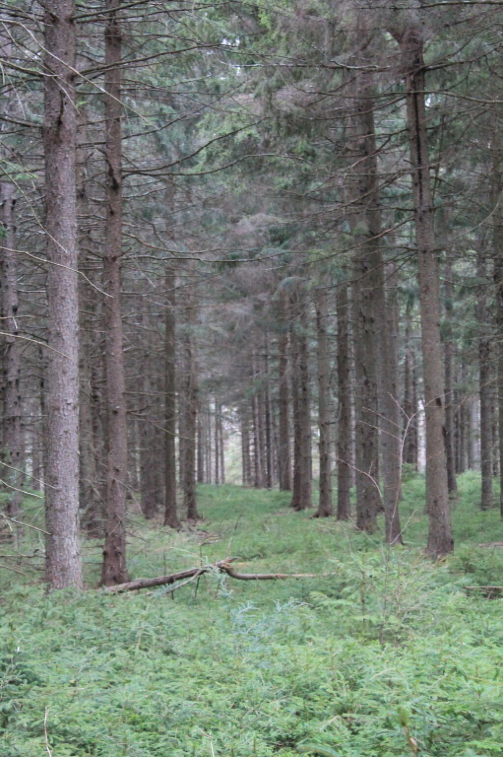 Photo: Timber Planation Photo: Timber Planation
