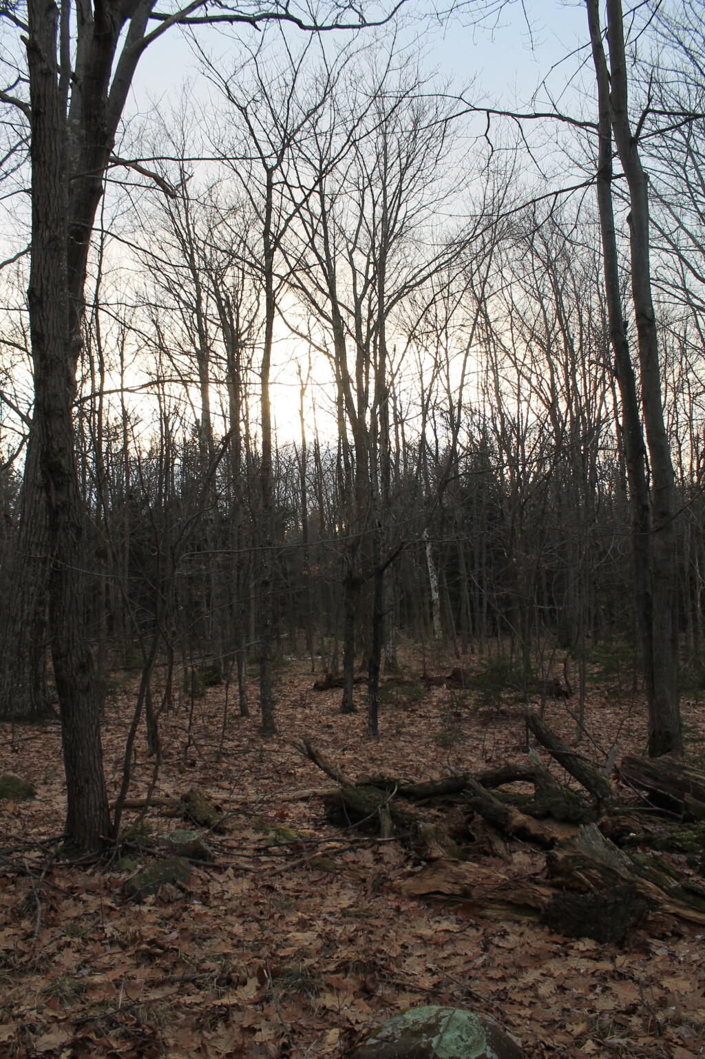 Photo: Darkening Skies Thru the Woods Photo: Darkening Skies Thru the Woods